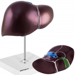 Model anatomiczny 3D wątroby człowieka Model anatomiczny 3D wątroby człowieka